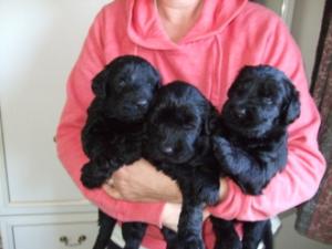 Three of our pups at 3 weeks of age
