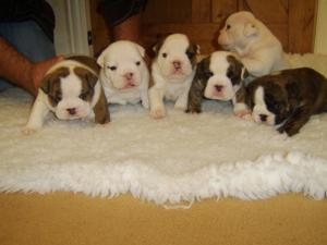 *ALL PUPS NOW RESERVED  FROM THIS AWESOME LITTER*!