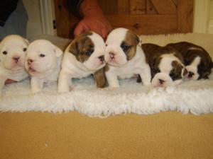 BABIES @ 3 WEEKS ** NEXT 2 LITTERS DUE IN JULY**
