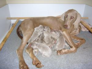 Maggie & babies
