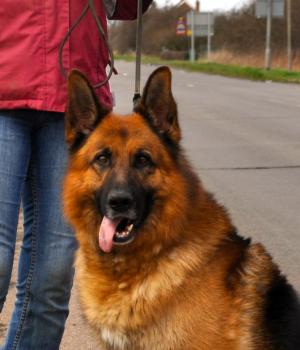 Sire to litter