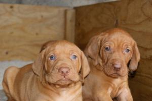 Pups 4 weeks 