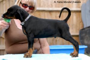 Newfords Fame Monster @ 8 weeks