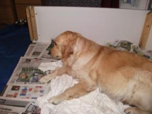 Saffi waiting for her babies to arrive