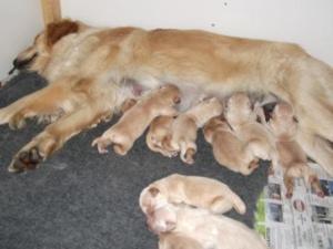 Saffi and her babies
