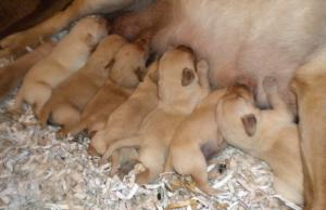 The puppies at 1 week - having a feed