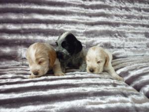 Spice Girls Pups