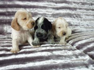 Spice Girls Pups
