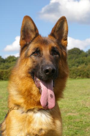 Zumander Bacchus (SIRE)