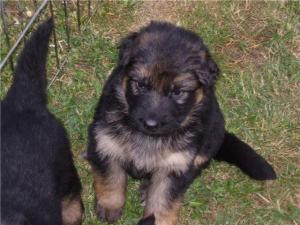 Puppy from this litter!!!!