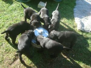 Litter tucking in aged 5 weeks in our lawn pen