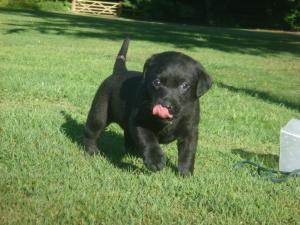 A bitch aged 5 weeks proudly licking her chops!