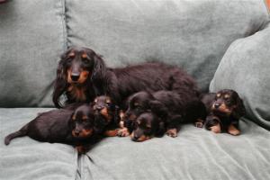 Mum and pups