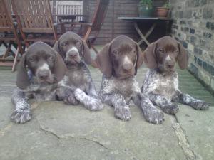 Puppies at 4 weeks old