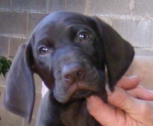 Otis