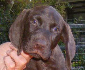 Cooper