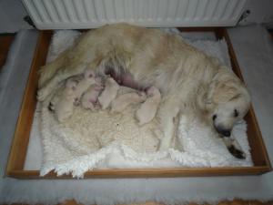 The pups  and Jessie