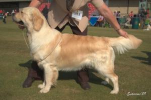 Shire of pups-Alibren Best Mate to Westervane