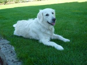 Jessie taken 4 days after having her pups