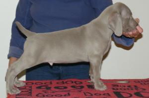 puppy dog by Aust Ch Ashlaren Reuben