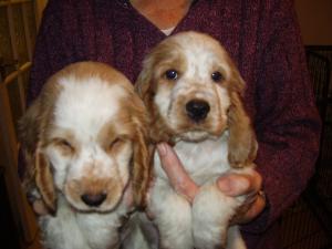  ORANGE ROAN  DOG PUPPIES