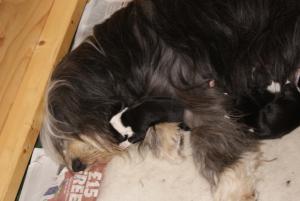 Mum and pups
