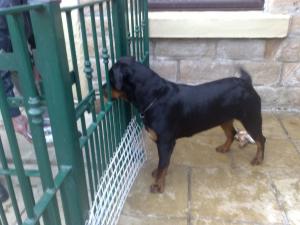 12 mths old bitch {enid}