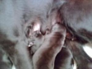Puppies