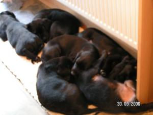 Puppies