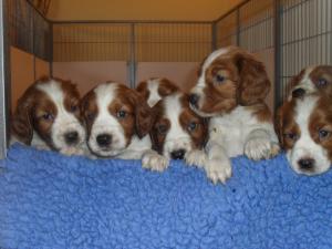 babies at 5 weeks