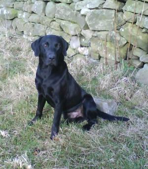 The Sire (Wogan)