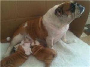 BABIES WITH MUM