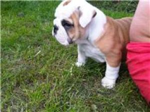 LITTLE GIRL @ 5 WEEKs OLD