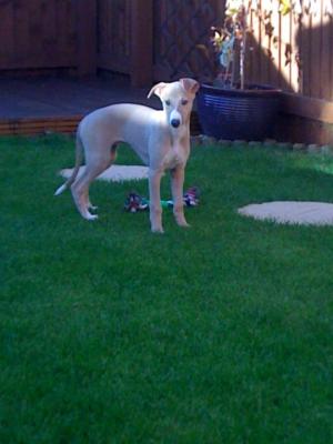 Harry @ 14 weeks