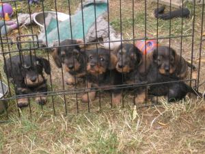 Likrish and Tangos pups by Alfie