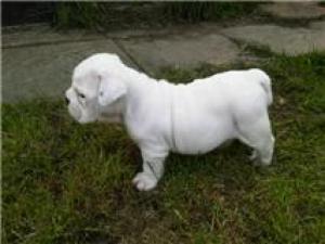 Beautiful straight tail