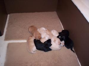 Content puppies at two weeks old!
