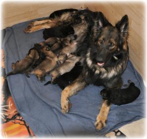 Tabatha & Puppies