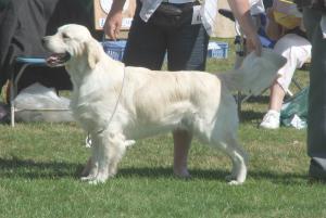Sh Ch Ritzilyn Male Order JW (Mannie)