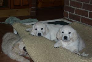 Puppies from Beattie's previous litter