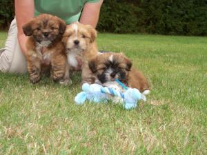 Pups 6 weeks