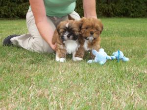 pups 6 weeks