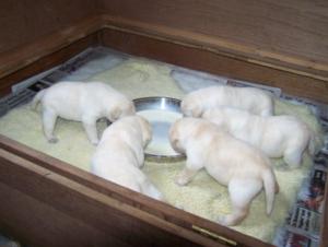 Three weeks
