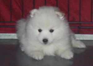 6 weeks