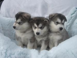 3 little men