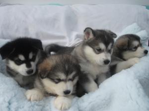 4 little girls