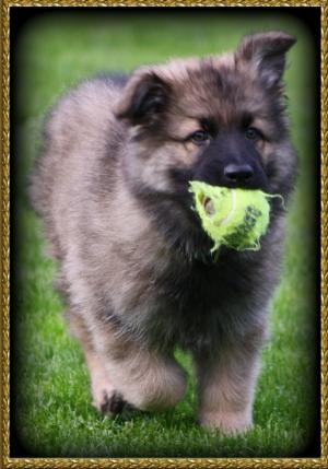 PUP AT 8 WEEKS OLD