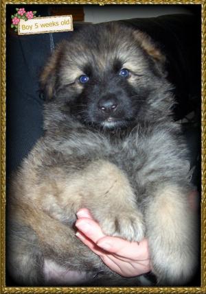 PUP AT 5 WEEKS OLD