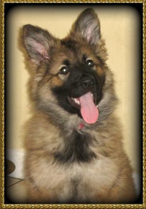 PUP AT 9 WEEKS OLD