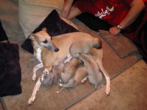 Babies with Mum